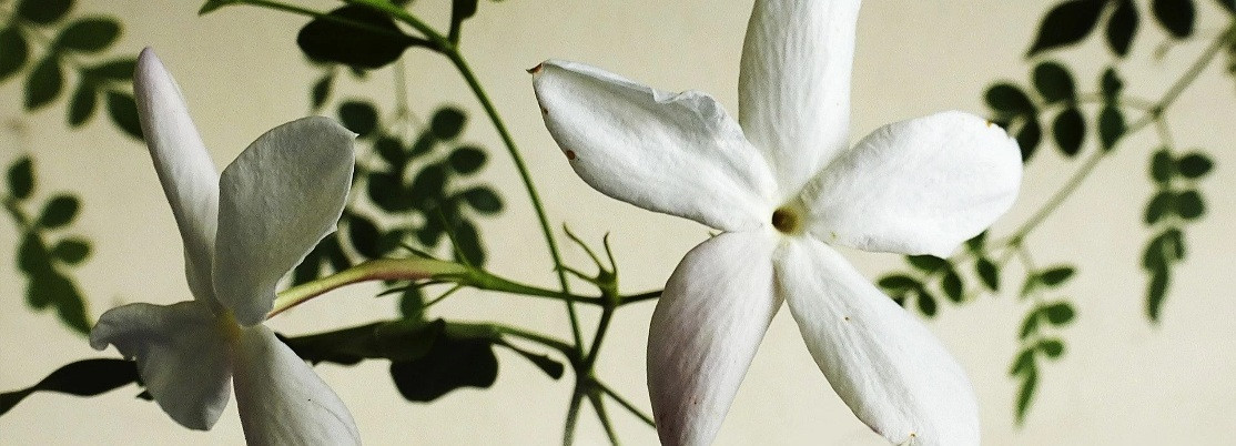 cosme-savon.jpg